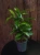 Dracena surculosa Aurea ⌀12cm