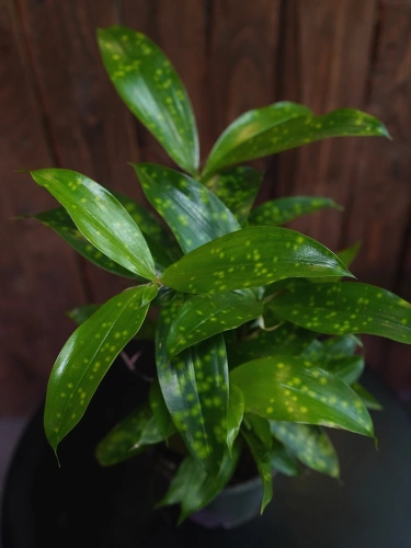 Dracena surculosa Aurea ⌀12cm