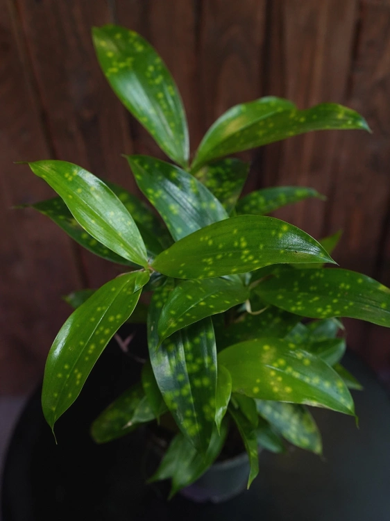 Dracena surculosa Aurea ⌀12cm