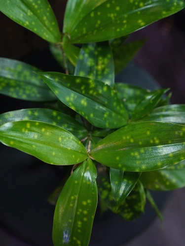 Dracena surculosa Aurea ⌀12cm
