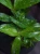 Dracena surculosa Aurea ⌀12cm