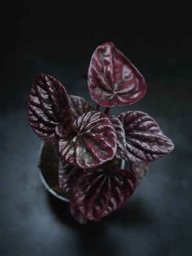 Peperomia caperata 'Schumi Red' ⌀6cm