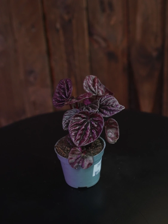 Peperomia caperata 'Schumi Red' ⌀6cm