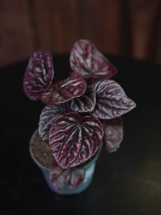 Peperomia caperata 'Schumi Red' ⌀6cm