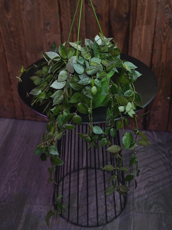 Hoya krohniana ⌀14cm