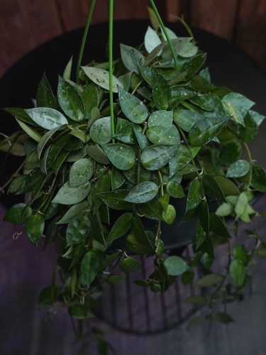 Hoya krohniana ⌀14cm