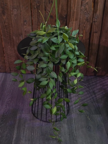 Hoya burtoniae ⌀14cm