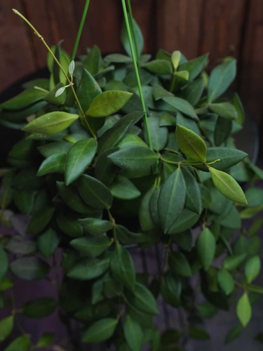 Hoya burtoniae ⌀14cm