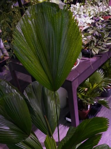 Licuala grandis ⌀19cm