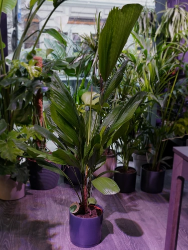 Licuala grandis ⌀19cm