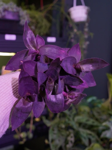 Tradescantia pallida 'Pink Stripe' Trzykrotka ⌀12cm