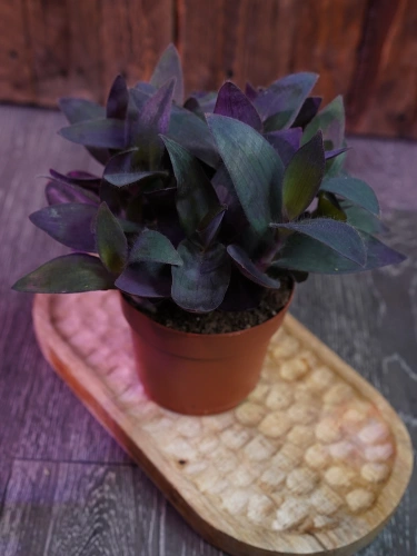 Tradescantia pallida 'Pink Stripe' Trzykrotka ⌀12cm