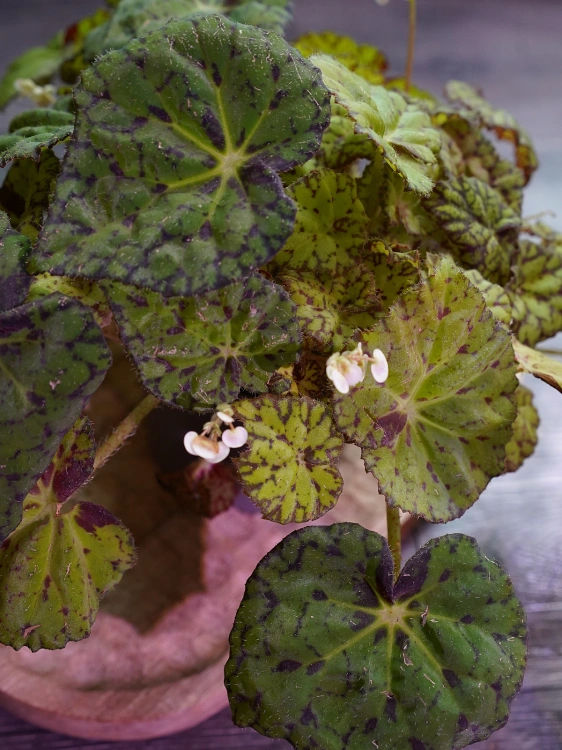 Begonia 'Lime Fever' ⌀12cm