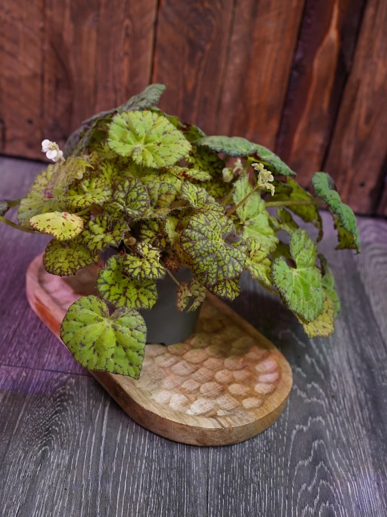 Begonia 'Lime Fever' ⌀12cm