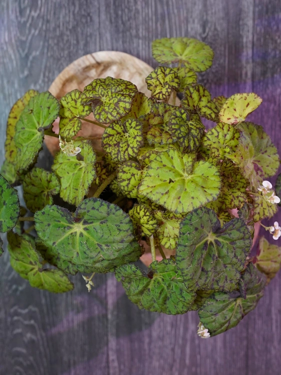 Begonia 'Lime Fever' ⌀12cm