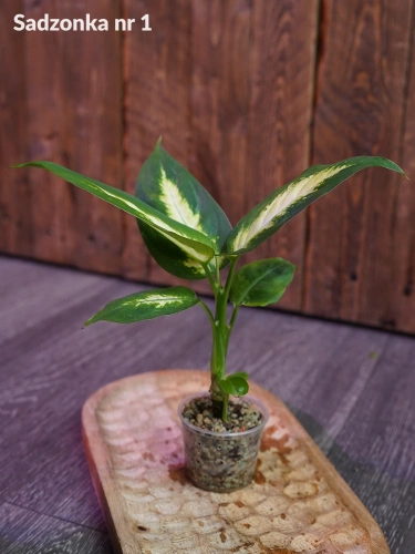 Dieffenbachia Maculata 'Camilla' S Hydroponika