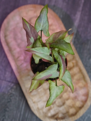 Syngonium 'Orm Nagpum Variegata' ⌀8,5cm