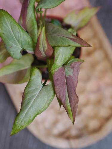 Syngonium 'Orm Nagpum Variegata' ⌀8,5cm