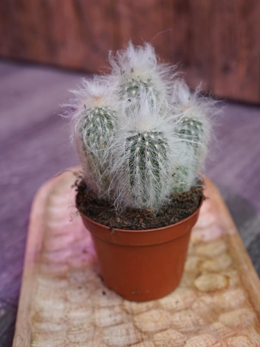 Cephalocereus senilis Kaktus ⌀8,5cm