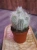Cephalocereus senilis Kaktus ⌀8,5cm
