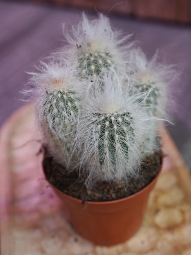 Cephalocereus senilis Kaktus ⌀8,5cm