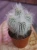 Cephalocereus senilis Kaktus ⌀8,5cm