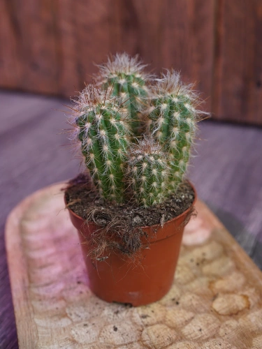 Pilosocereus gounellei Kaktus ⌀8,5cm