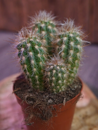 Pilosocereus gounellei Kaktus ⌀8,5cm