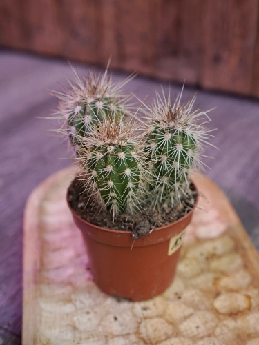 Pachycereus pringlei Kaktus ⌀8,5cm