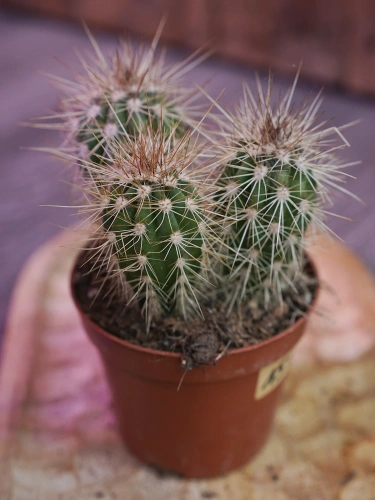 Pachycereus pringlei Kaktus ⌀8,5cm