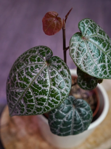 Piper ornatum ⌀7cm