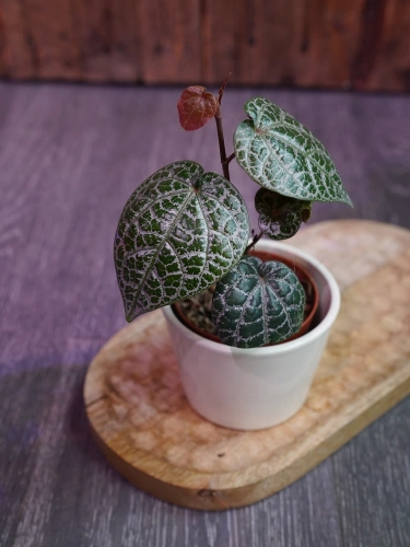 Piper ornatum ⌀7cm