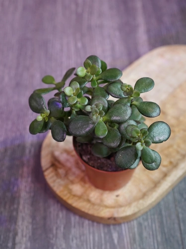Crassula ovata 'Minor' Grubosz ⌀8,5cm