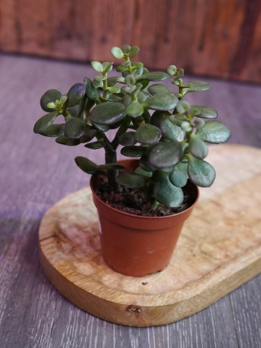 Crassula ovata 'Minor' Grubosz ⌀8,5cm
