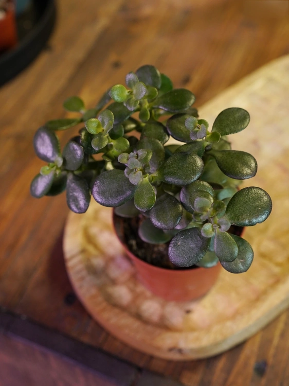 Crassula ovata 'Minor' Grubosz ⌀8,5cm
