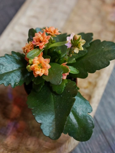 Kalanchoe mix ⌀6cm