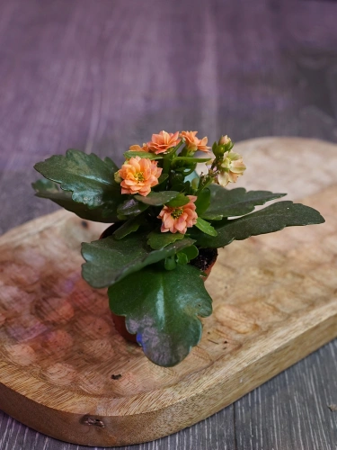 Kalanchoe mix ⌀6cm