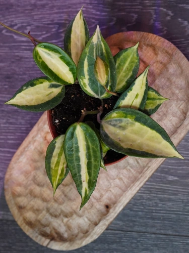 Hoya latifolia 'Pot of Gold' ⌀12cm