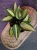 Hoya latifolia 'Pot of Gold' ⌀12cm