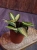 Hoya latifolia 'Pot of Gold' ⌀12cm