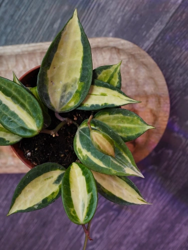 Hoya latifolia 'Pot of Gold' ⌀12cm
