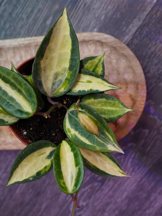 Hoya latifolia 'Pot of Gold' ⌀12cm