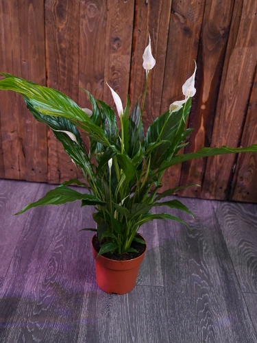 Spathiphyllum 'Sweet Chico' Skrzydłokwiat ⌀13cm
