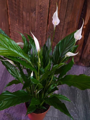 Spathiphyllum 'Sweet Chico' Skrzydłokwiat ⌀13cm