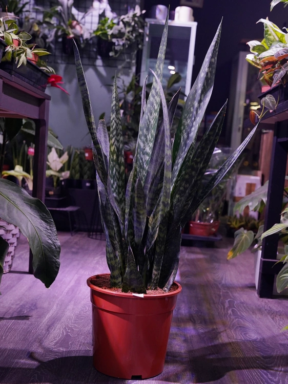 Sansevieria zeylanica ⌀24cm