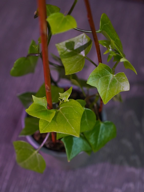 Senecio macroglossus Starzec bluszczolistny ⌀12cm