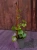 Senecio macroglossus Starzec bluszczolistny ⌀12cm