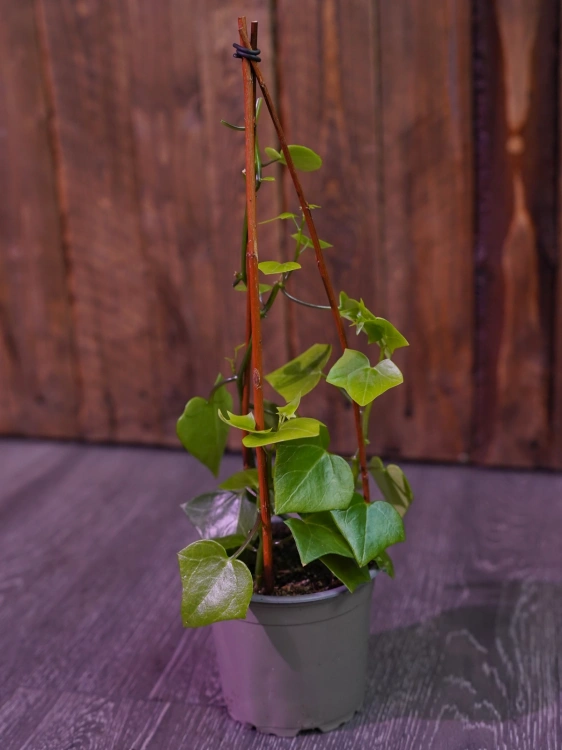 Senecio macroglossus Starzec bluszczolistny ⌀12cm