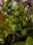 Senecio macroglossus Starzec bluszczolistny ⌀12cm