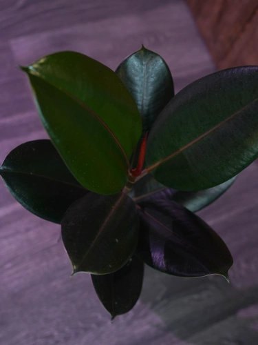 Fikus elastica 'Abidjan' ⌀17cm